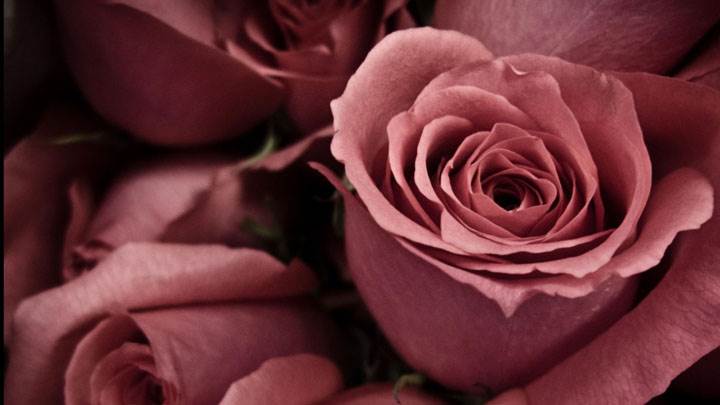 Pink Flowers Closeup